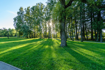 sunny day in summer park