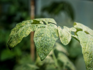 how to get rid of mites on tomatoes