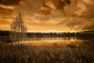 forest by the lake. infrared colored image