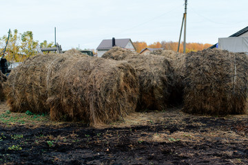 large haystacks in the countryside