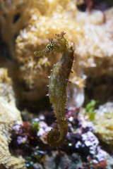 Seahorse 