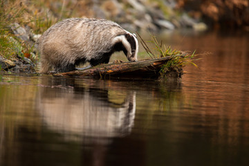 Dachs am Wasser mit Spiegelung