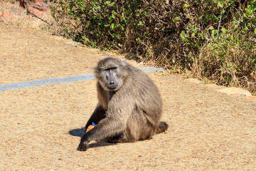 A Baboon