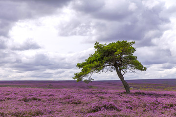 The Lone Tree