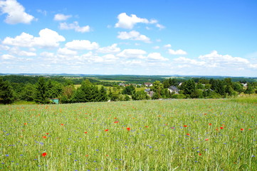 Schäfchenwolken und Kornfeld mit Blumen in der Nähe von Krinkhof in der Eifel
