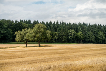 Baumgruppe im Getreidefeld © focus finder