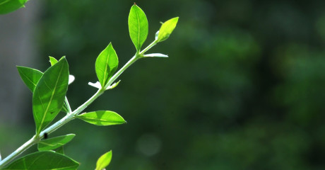 green leaf in the garden, fresh and green leaves