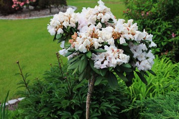 Niebieski kwiat © novak98