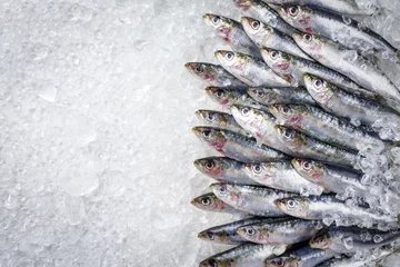 Fototapeten Raw sardine on ice offered as top view with copy space right © HLPhoto