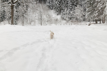 White young wire-haired dog of spinone italiano breed walks away on the snow in the forest