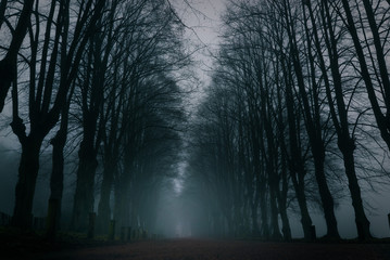 Fototapeta na wymiar Mysterious Pathway with dark background.