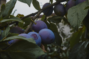plum