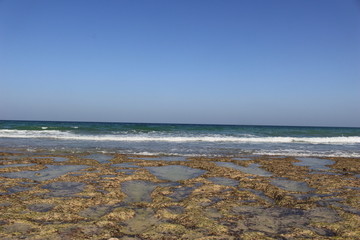 oman ocean coral