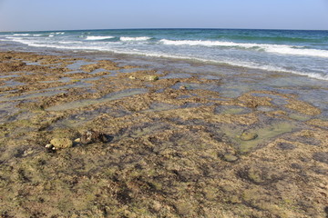 oman ocean coral