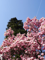 Pink Magnolia and Fir Tree