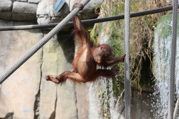 Playful baby orangutan 