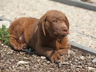 Nice chesapeake bay retriever puppy lying