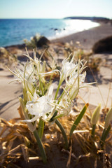 Closeup of a mediterranean white  flower in Elafonissi beach (Pancratium maritimum), a protected area in the south of Crete island, Mediterranean sea, Greece.