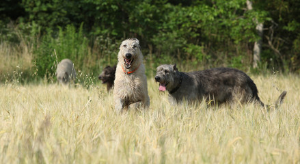 Irish wolfhounds running in nature