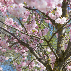 closed up of cherry blossom in japanese park
