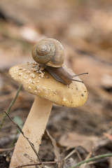 Snail and Mushroom