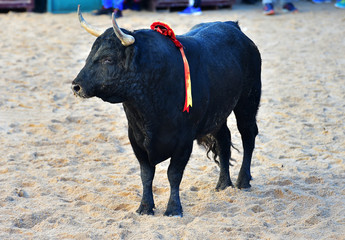toro