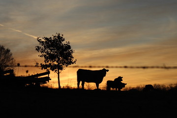 Cattle on the Farm as the sunrises 