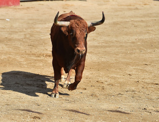 toro