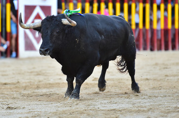 toro