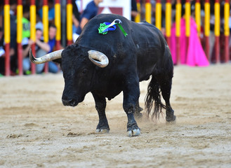 toro