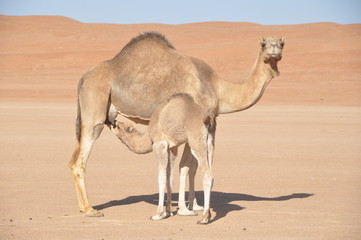 Camel Mother and son