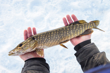 Freshly caught pike fish in hands, fisherman success. Winter ice fishing.