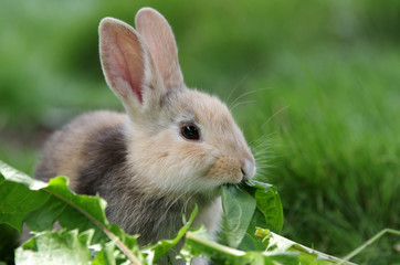 Kaninchen im Grünen