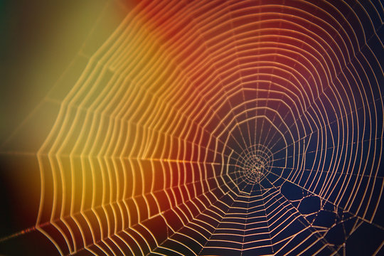 Abstract Nature Photography of Spider Web in the Sunlight with Many Colors