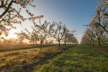 Beautiful springtime morning