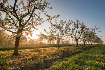 Beautiful springtime morning