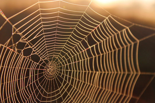 Macro Shot of a Spider Web in the Sunshine Background Texture