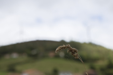 Weed