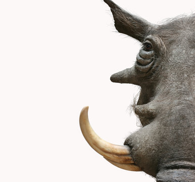 warthog portrait taxidermy objects isolated