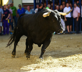 toro