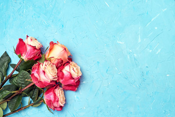 Pink roses on blue background. Holiday background. Copy space, top view