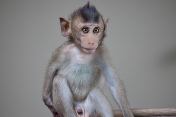 可愛いサル