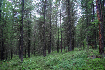 Taiga, forest in Russia at summer season, coniferous trees covered with moss