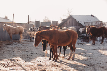 Herd of horses in stable corral
