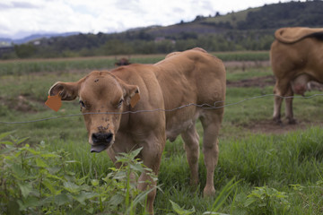 Calf with tongue out