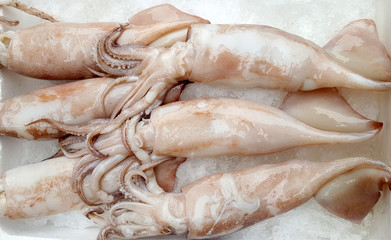 Fresh squid in the market