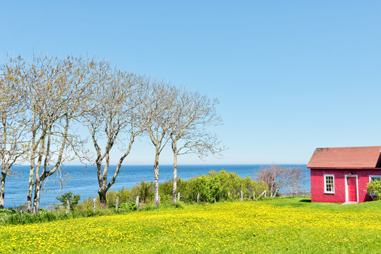 Red painted shed with yellow dandelion flowers and view of Saint Lawrence river in La Martre in the Gaspe Peninsula, Quebec, Canada, Gaspesie region