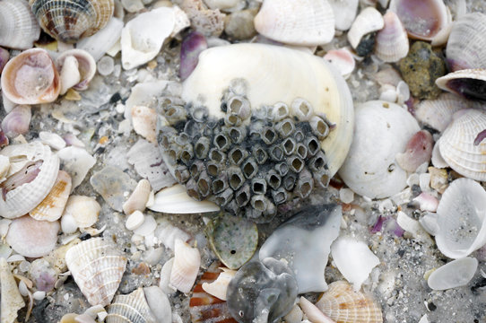 Seashells with barnacles lay on a sandy beach after a storm on the Gulf of Mexico at St. Pete Beach, Florida