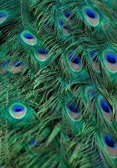 peacock plumage texture