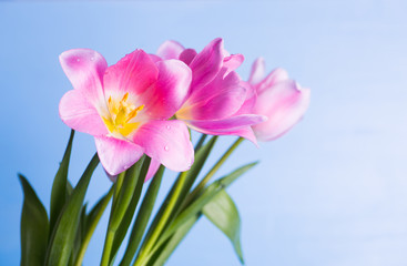 Closeup beautiful bouquet of tender pink tulips with drops of water on petals on light blue background